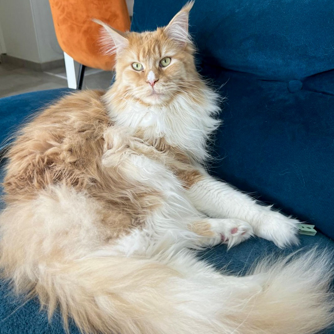 Ancien chaton Maine Coon roux et blanc de la chatterie, devenu adulte, sur un canapé