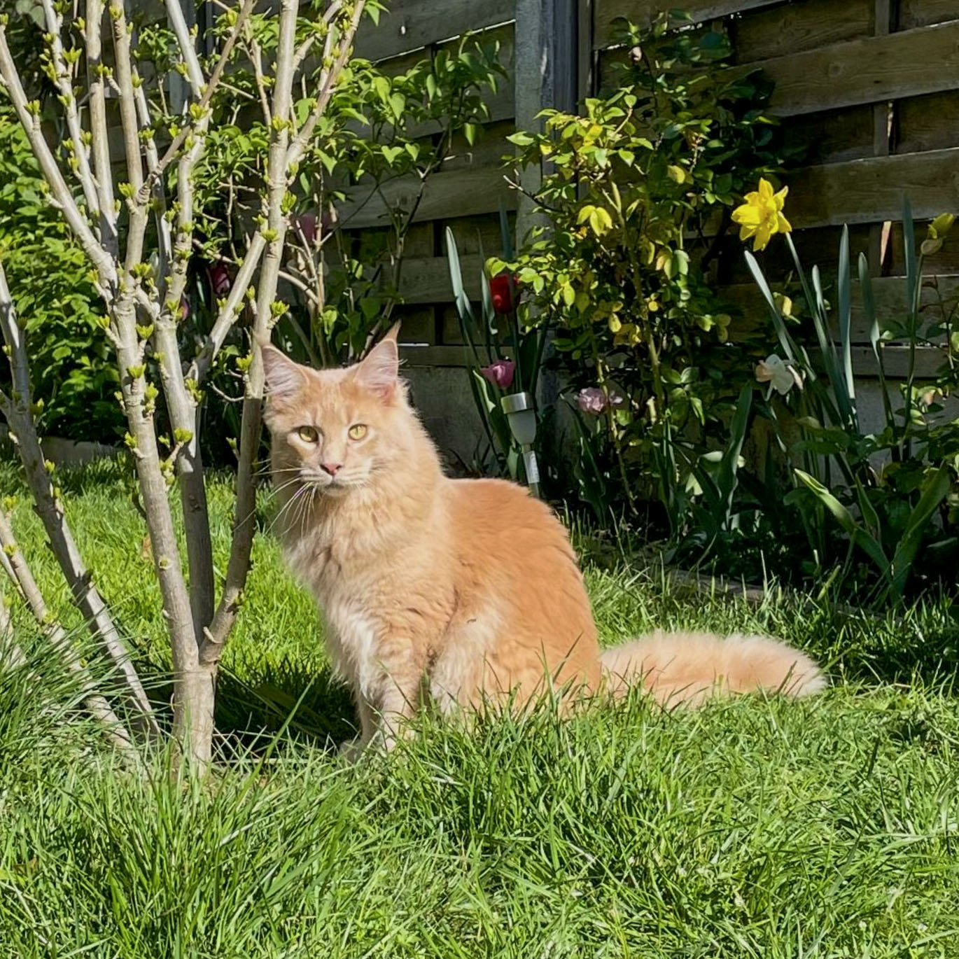 Ancien chaton Maine Coon roux de la chatterie, devenu adulte, dans un jardin