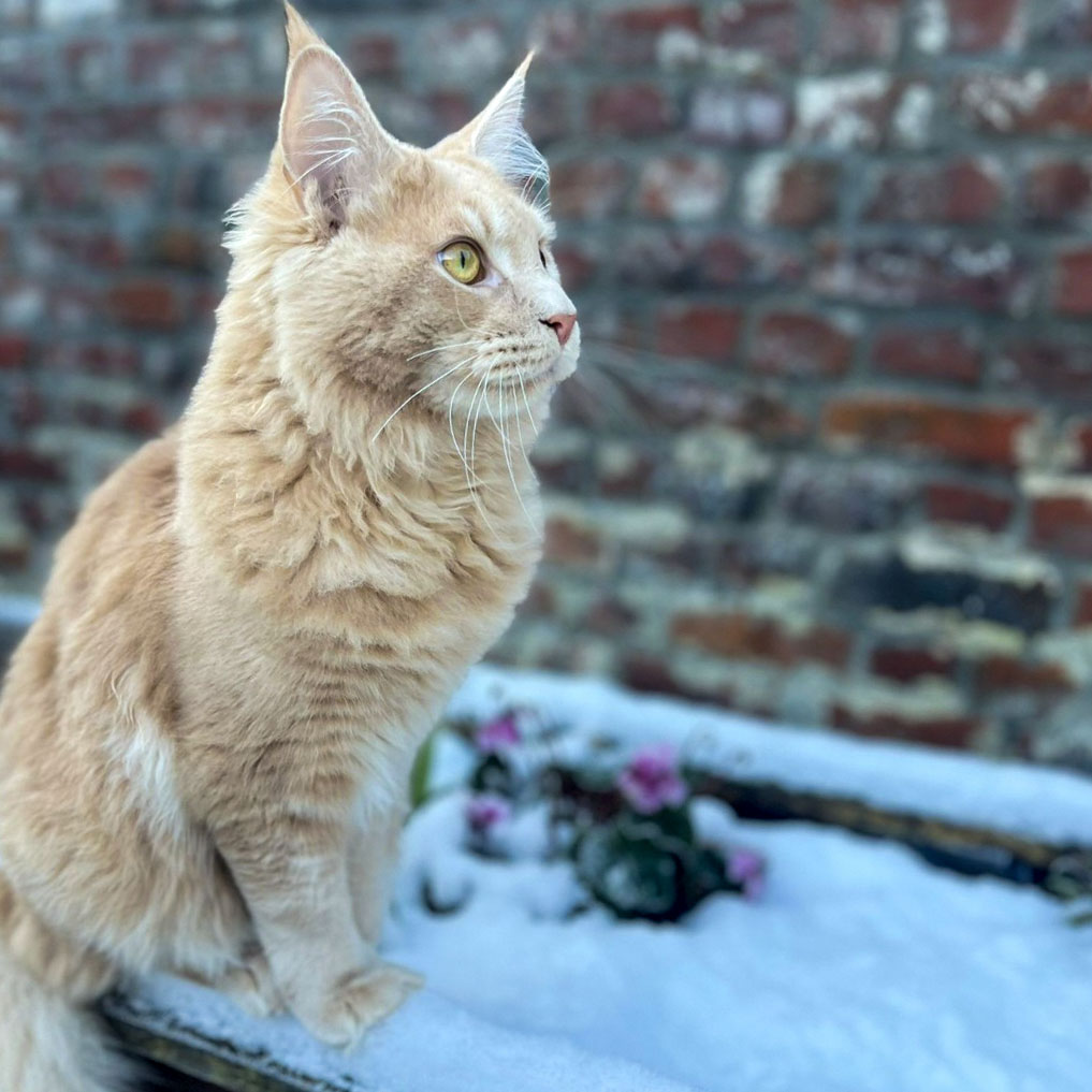 Ancien chaton Maine Coon roux de la chatterie, devenu adulte, dans la neige