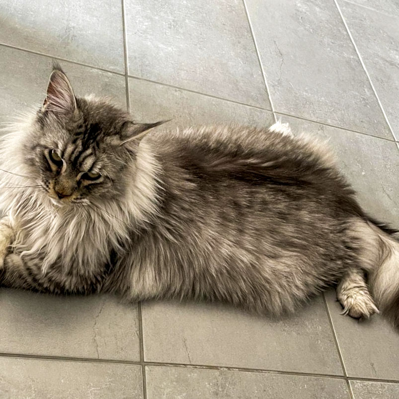 Ancien chaton Maine Coon silver de la chatterie, devenu adulte, allongé à la maison