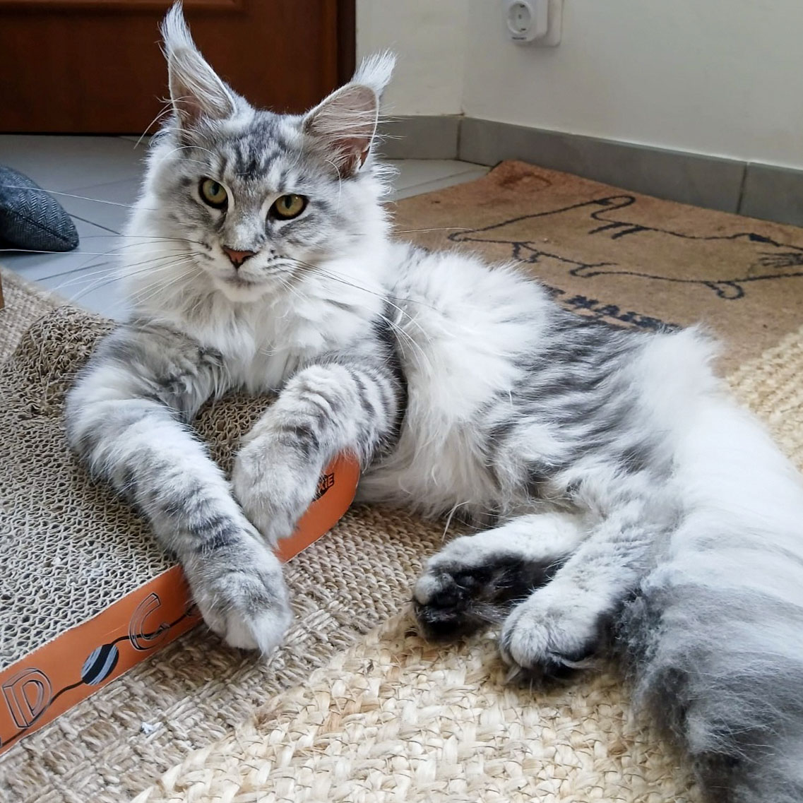 Ancien chaton Maine Coon silver de la chatterie, devenu adulte, installé sur son griffoir