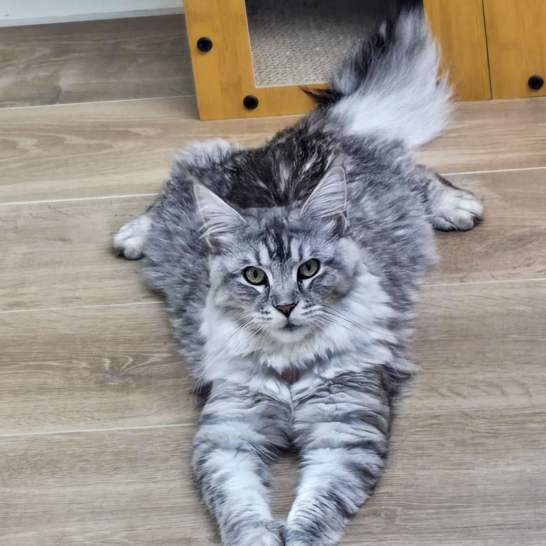 Ancien chaton Maine Coon silver de la chatterie, devenu adulte, dans son foyer