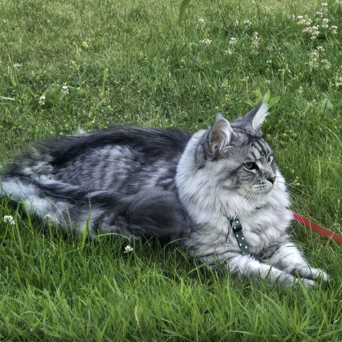 Ancien chaton Maine Coon silver de la chatterie, devenu adulte, allongé dans l’herbe
