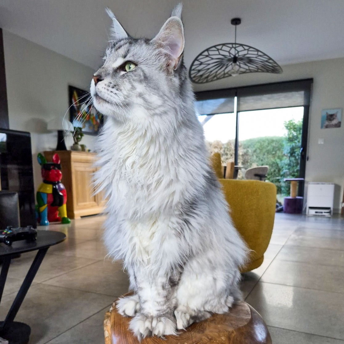 Ancien chaton Maine Coon silver de la chatterie, devenu adulte, assis sur un tabouret en bois