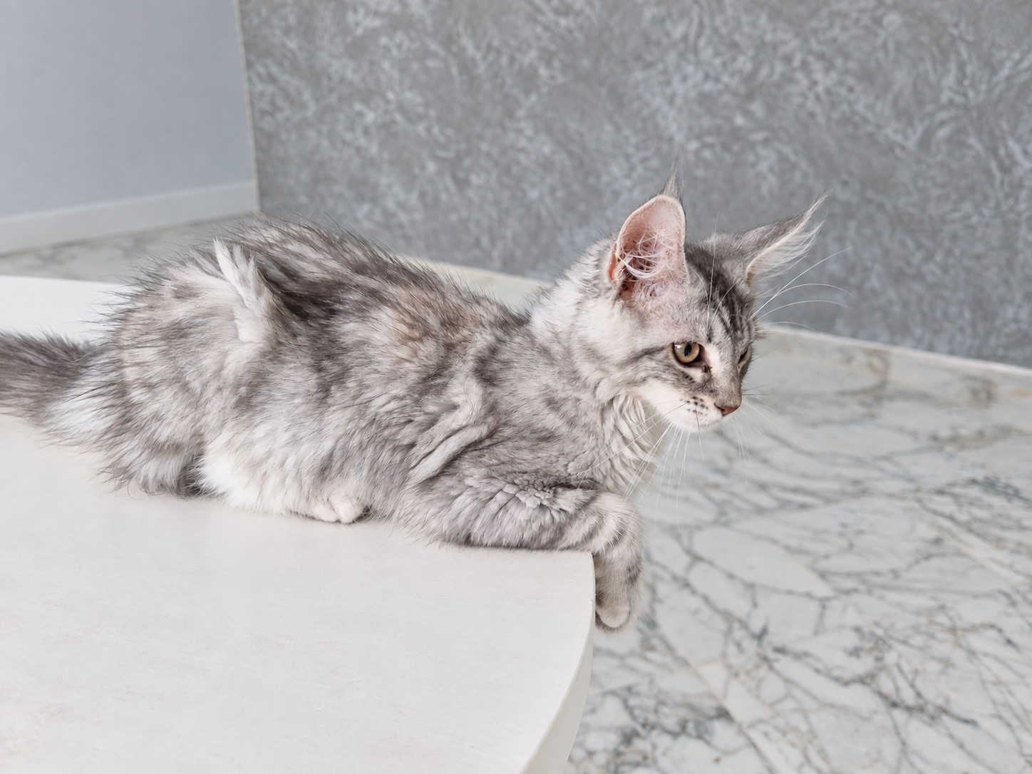 Babouche, Maine Coon kitten, photo 5