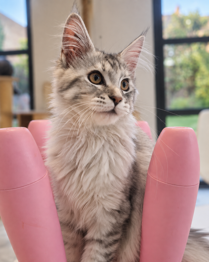 Babouche, chatonne Maine Coon Black tortie High Silver, au regard attentif