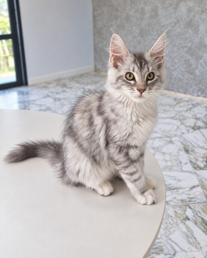 Portrait de Babouche, chatonne Maine Coon, assise sur une table