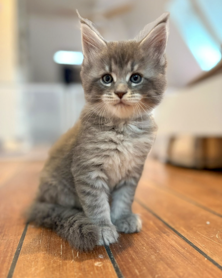 Bazooka, chaton Maine Coon mâle bleu tabby, assis de face