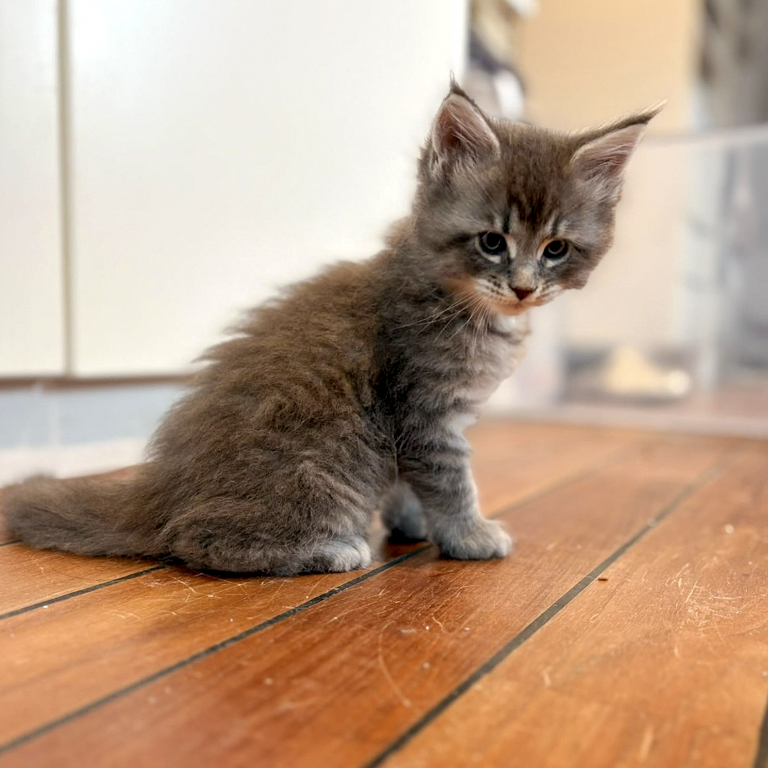 Bazooka, chaton Maine Coon bleu tabby, assis de profil