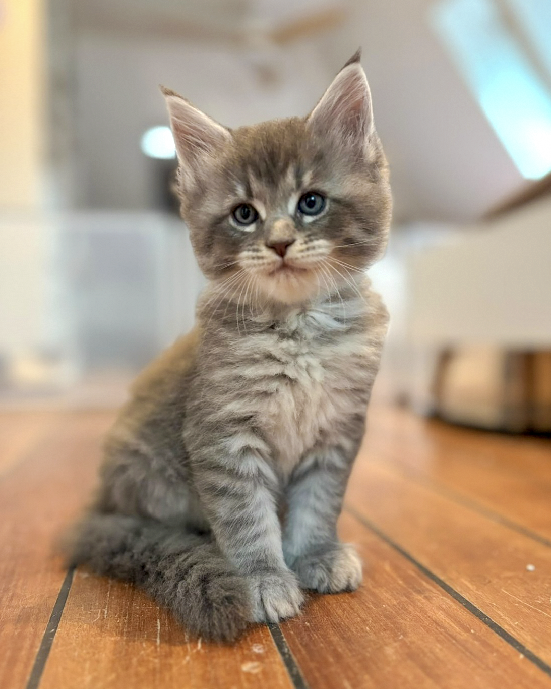 Bazooka, chaton Maine Coon bleu tabby, portrait de face