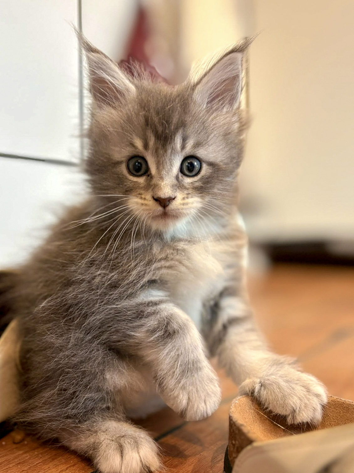 Bazooka, chaton Maine Coon bleu tabby, levant une patte