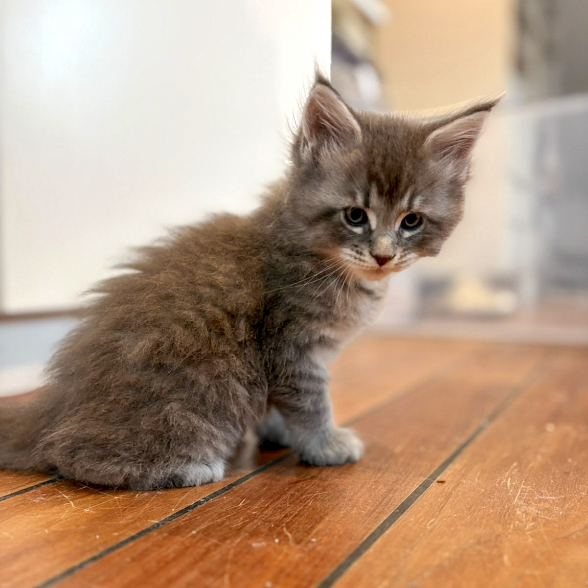 Bazooka, chaton Maine Coon bleu tabby, regardant vers l’objectif