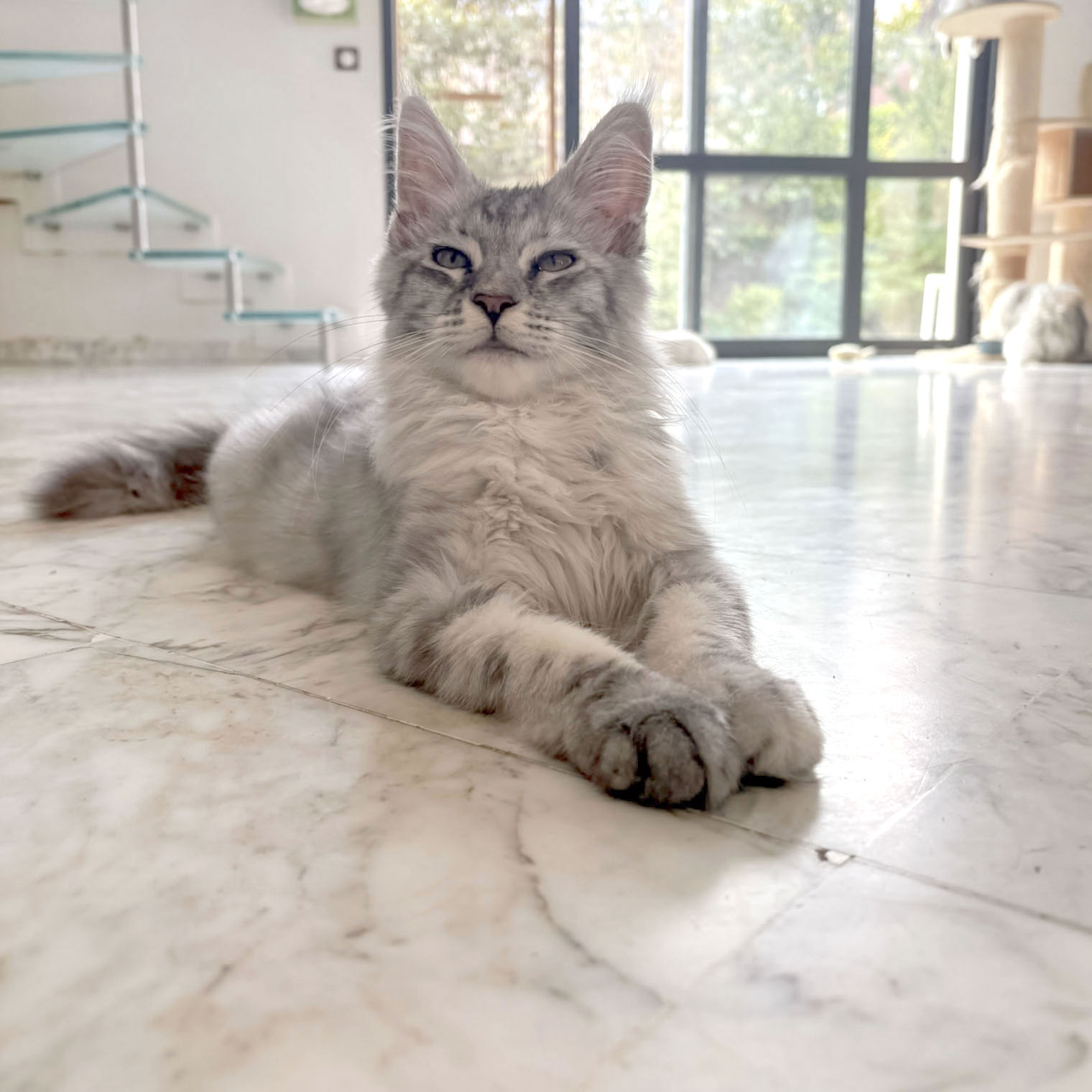 Belle, chatonne Maine Coon silver, allongée devant une grande fenêtre
