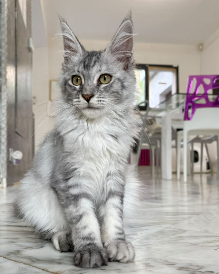 Belle, chatonne Maine Coon silver, assise et regardant sur le côté