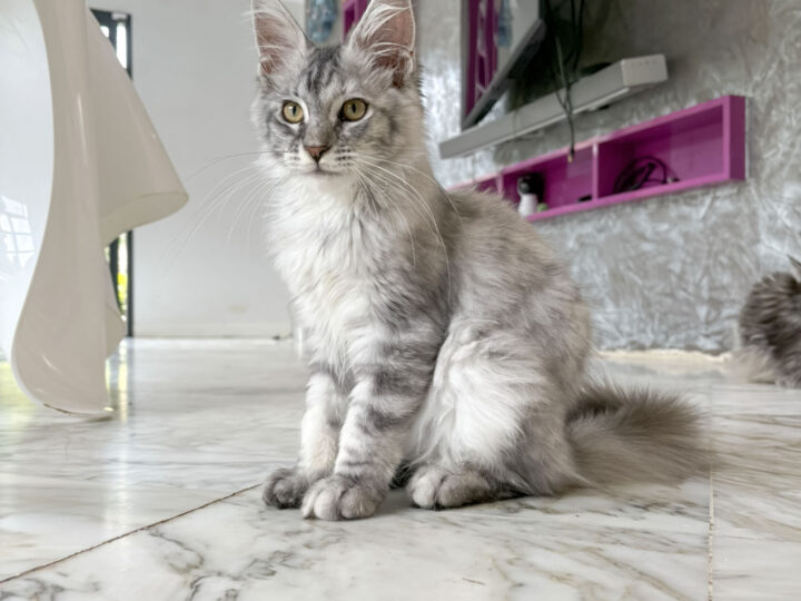Préparer l’arrivée de votre chaton Maine Coon