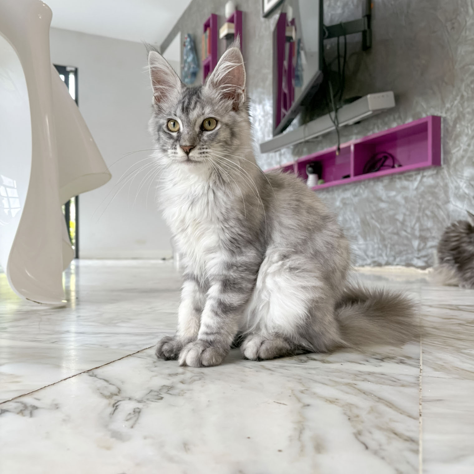Belle, chatonne Maine Coon silver, assise dans le salon