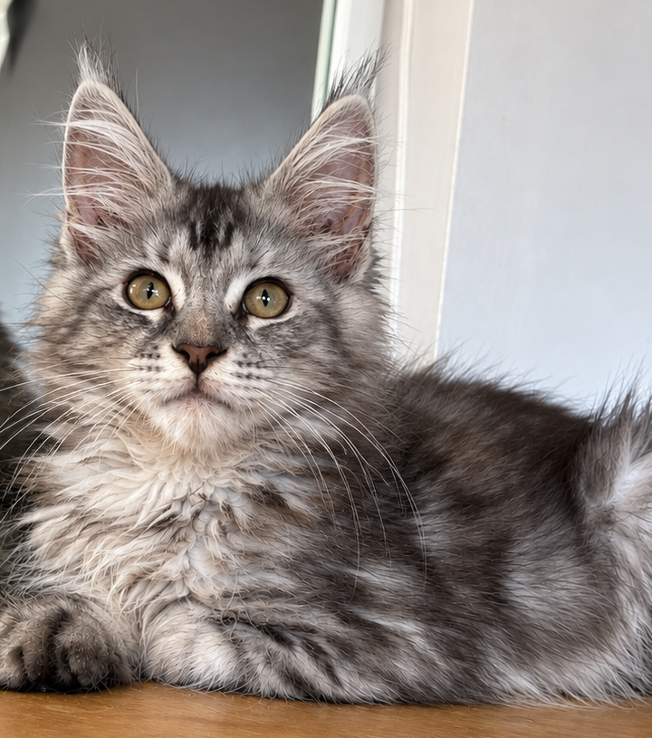 Belle, chaton Maine Coon black tortie silver tabby disponible à la réservation