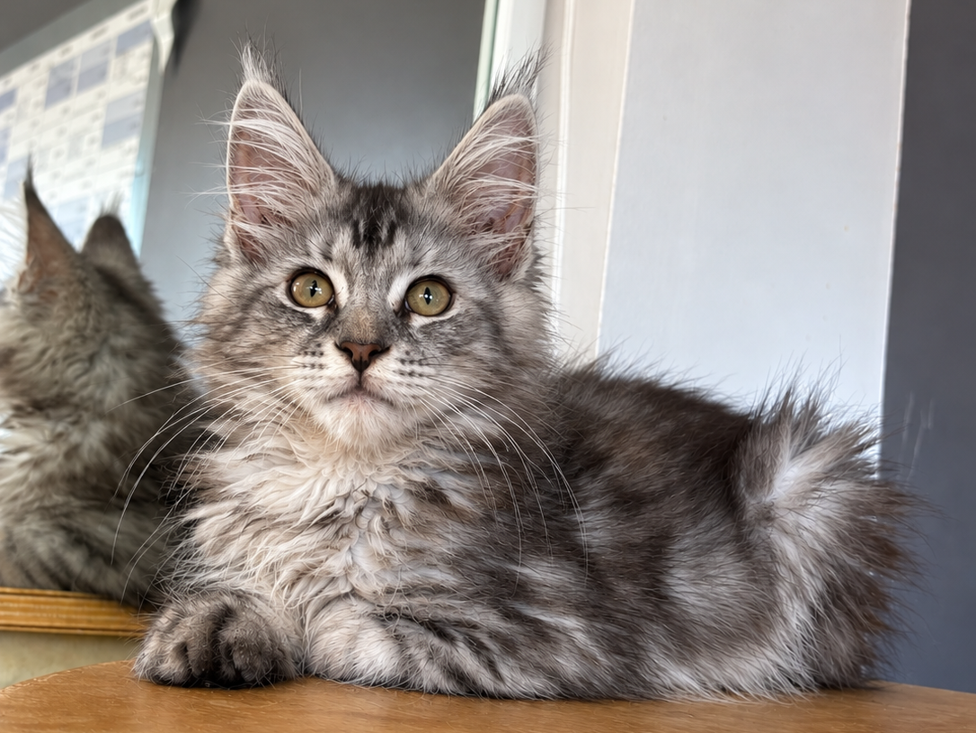 Belle, Maine Coon kitten