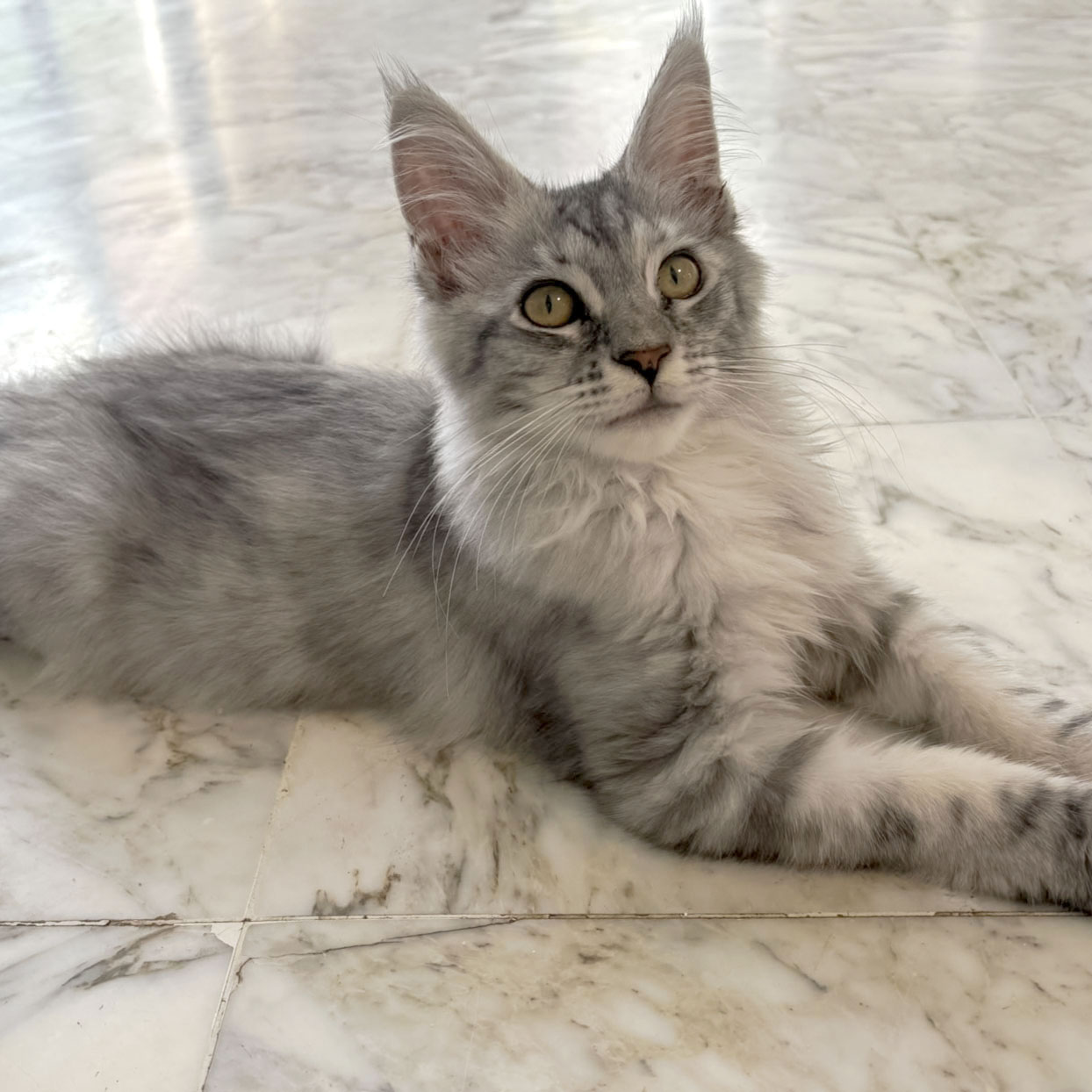 Belle, chatonne Maine Coon silver, allongée sur le sol en marbre