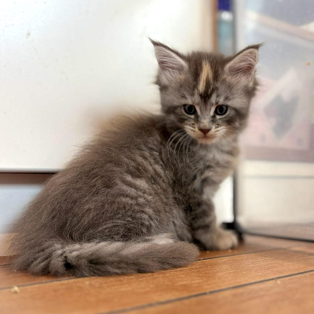 Blinky assise avec sa queue repliée — femelle Maine Coon black tortie polydactyle
