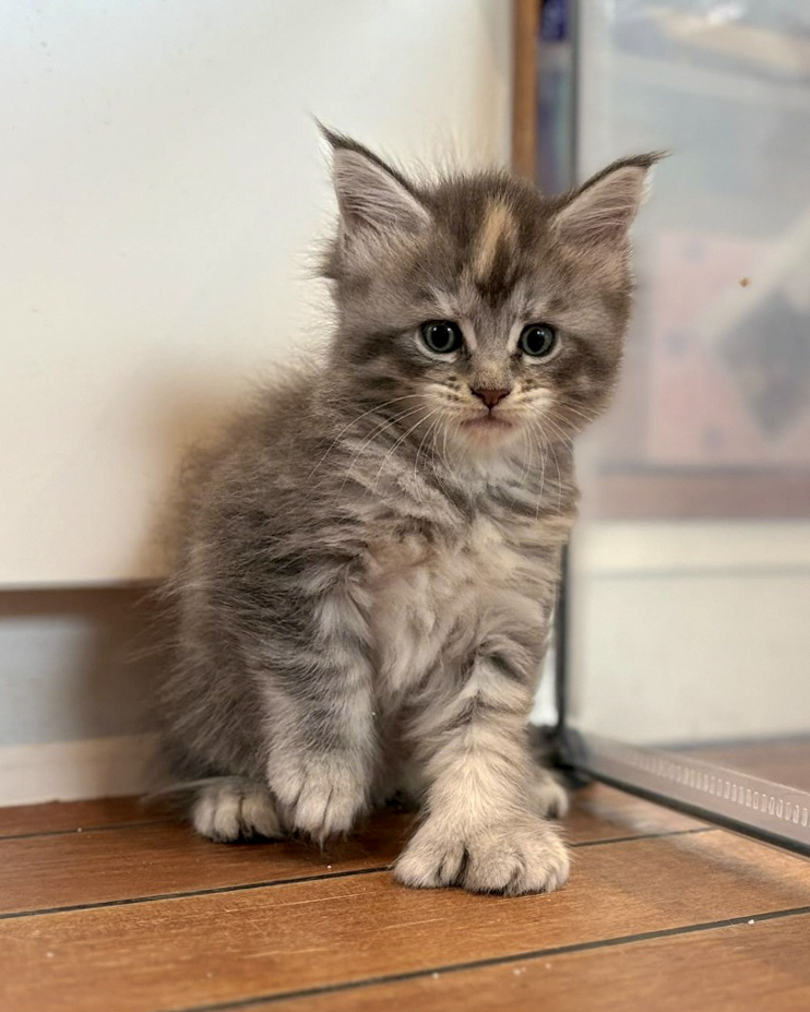 Blinky montrant sa patte polydactyle — femelle Maine Coon black tortie polydactyle