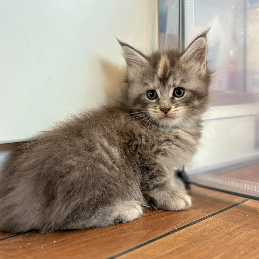 Blinky de profil regardant l’objectif — femelle Maine Coon black tortie polydactyle