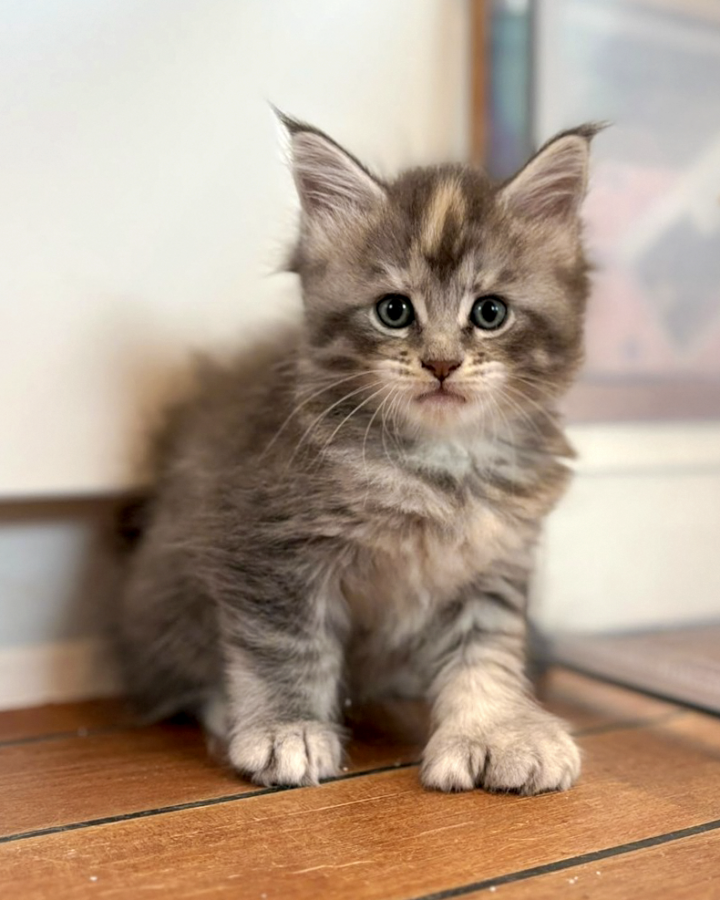 Blinky, femelle Maine Coon black tortie polydactyle, assise de face avec ses grandes pattes visibles.