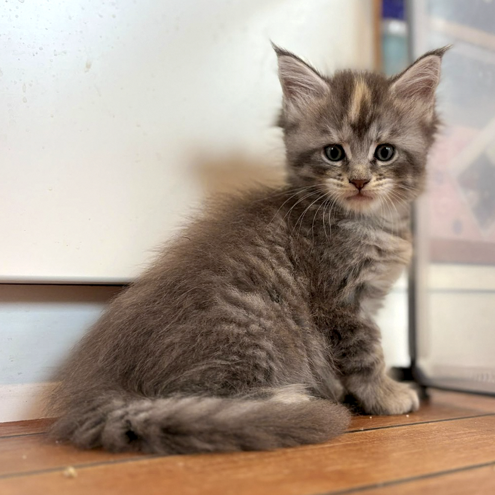 Blinky assise de trois quarts — femelle Maine Coon black tortie polydactyle