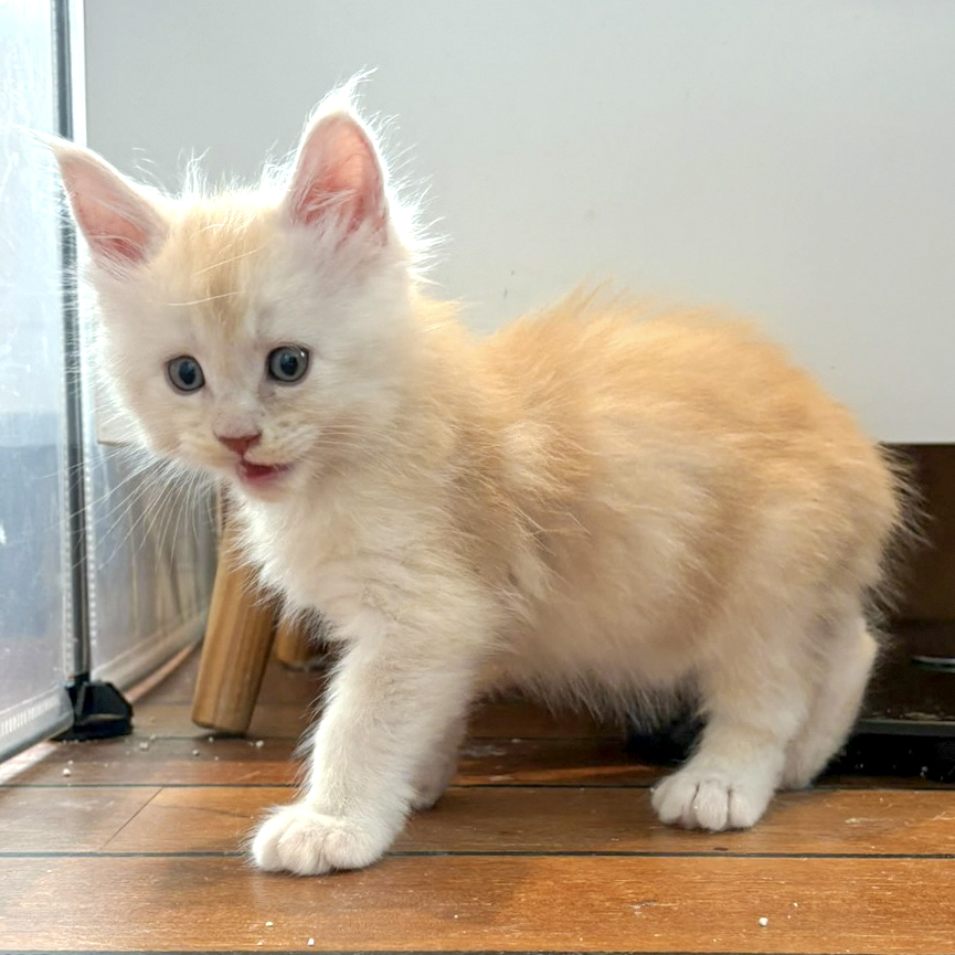 Boo, chaton Maine Coon mâle red silver tabby, debout face à l’objectif