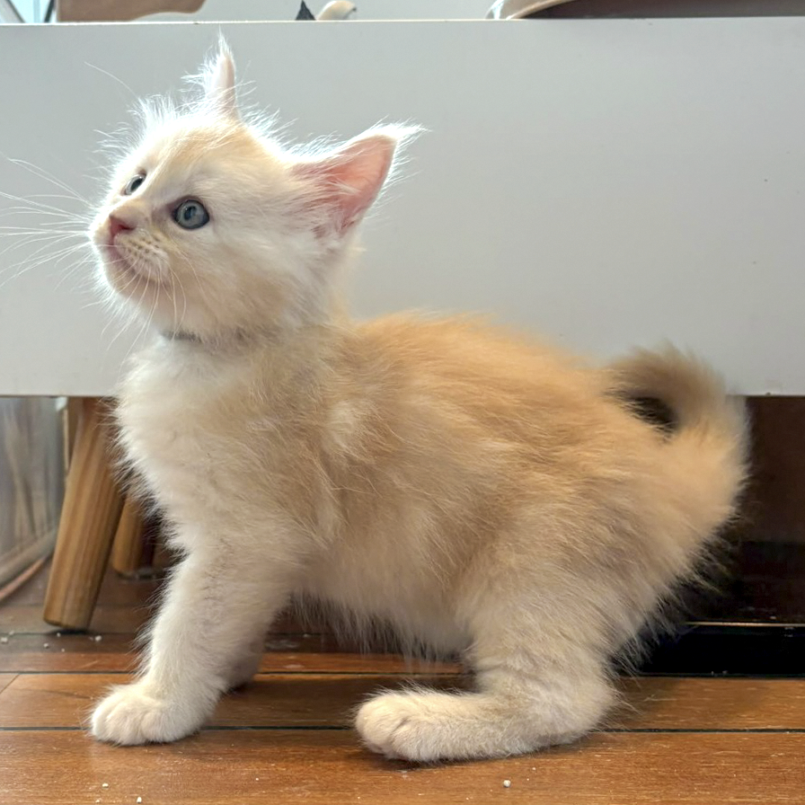 Boo, chaton Maine Coon mâle red silver tabby, assis regardant vers le haut
