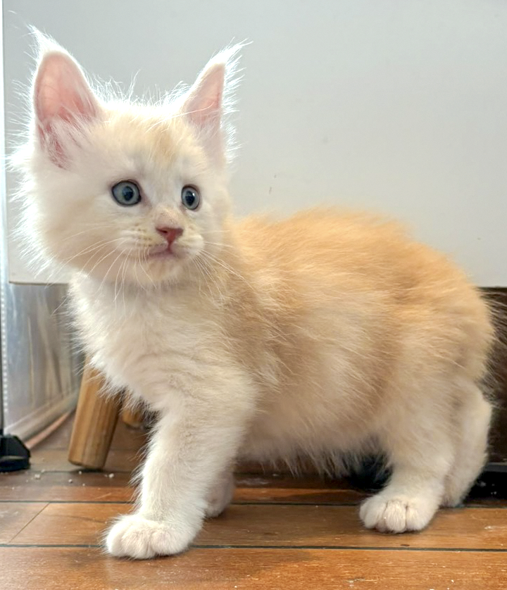Boo, chaton Maine Coon mâle red silver tabby, debout de trois quarts