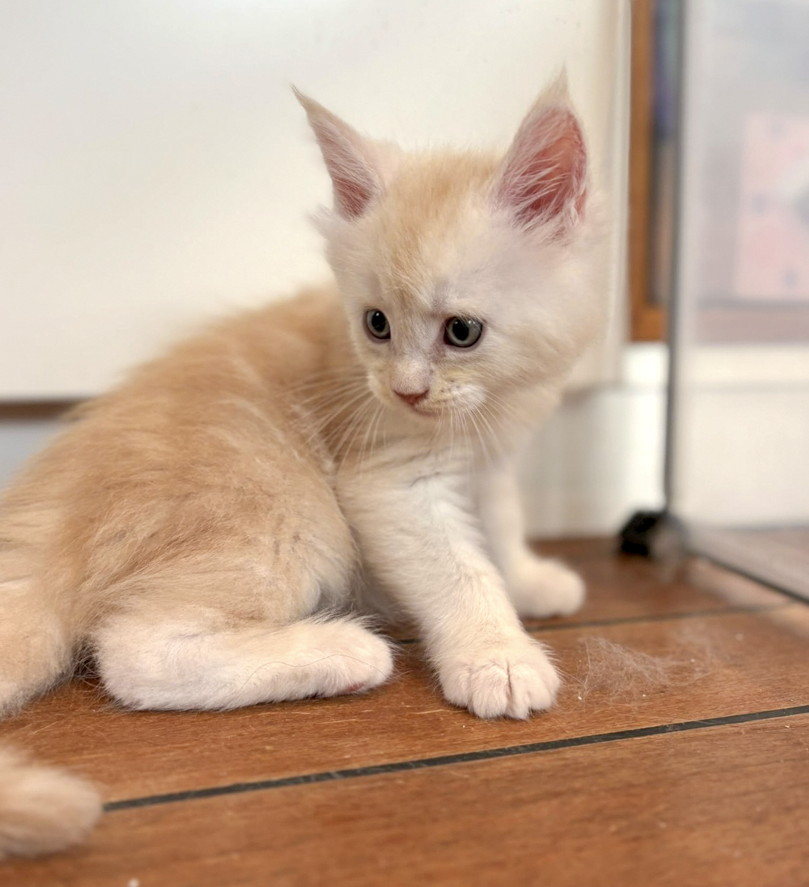 Boo, chaton Maine Coon mâle red silver tabby, portrait assis