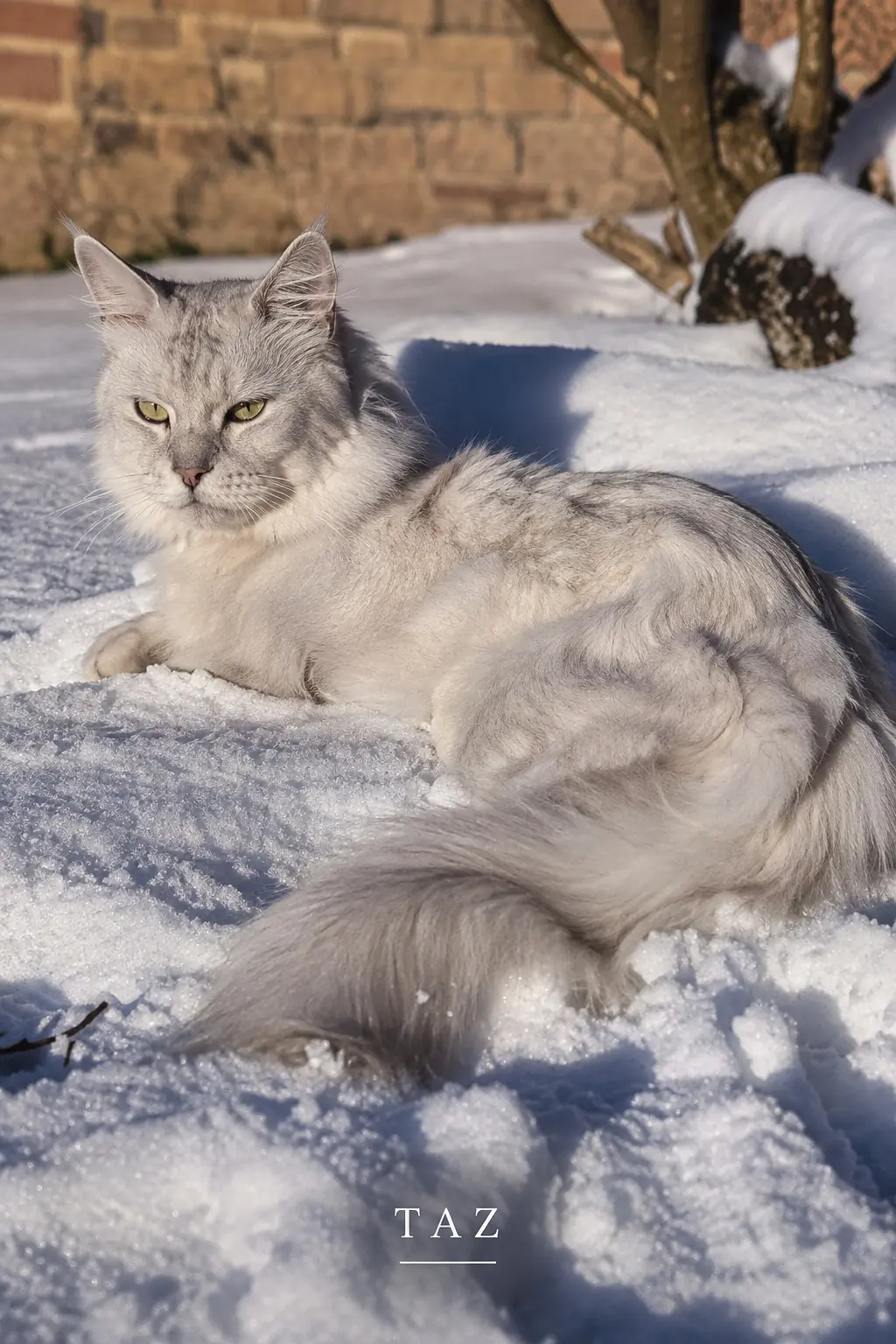 Taz, Maine Coon black silver shaded allongé dans la neige