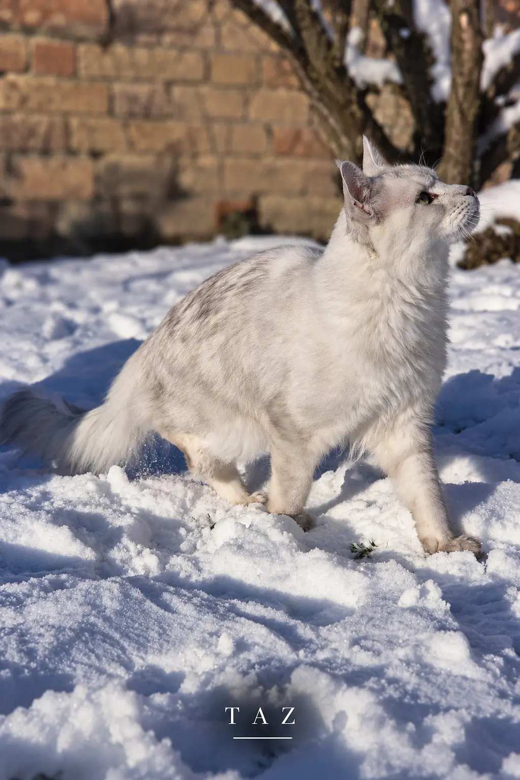 Taz, mâle Maine Coon black silver shaded debout dans la neige