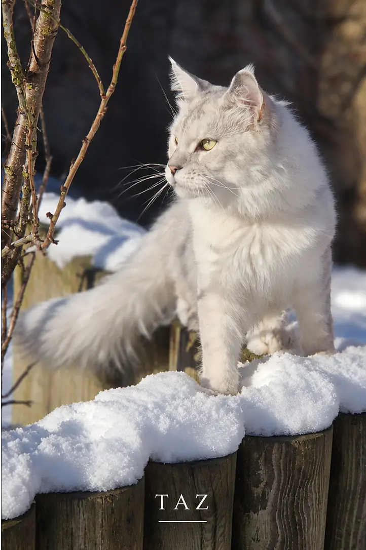 Portrait extérieur de Taz, Maine Coon black silver shaded ns 11