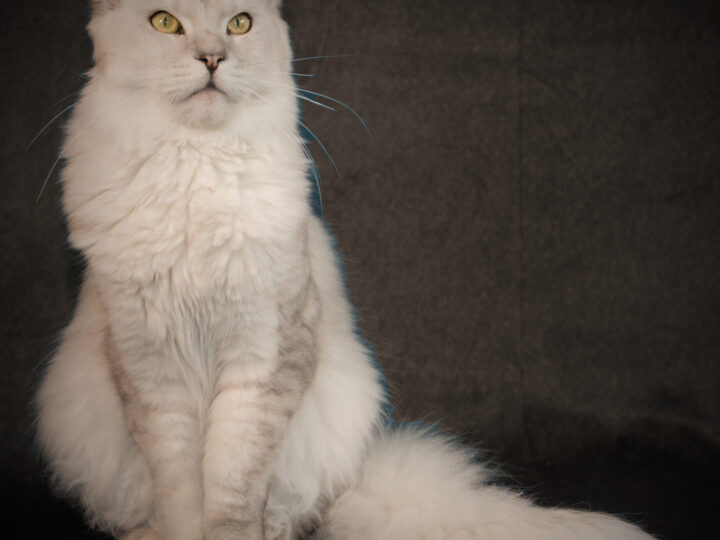 Prix d’un Maine Coon en 2026 : achat et budget réel