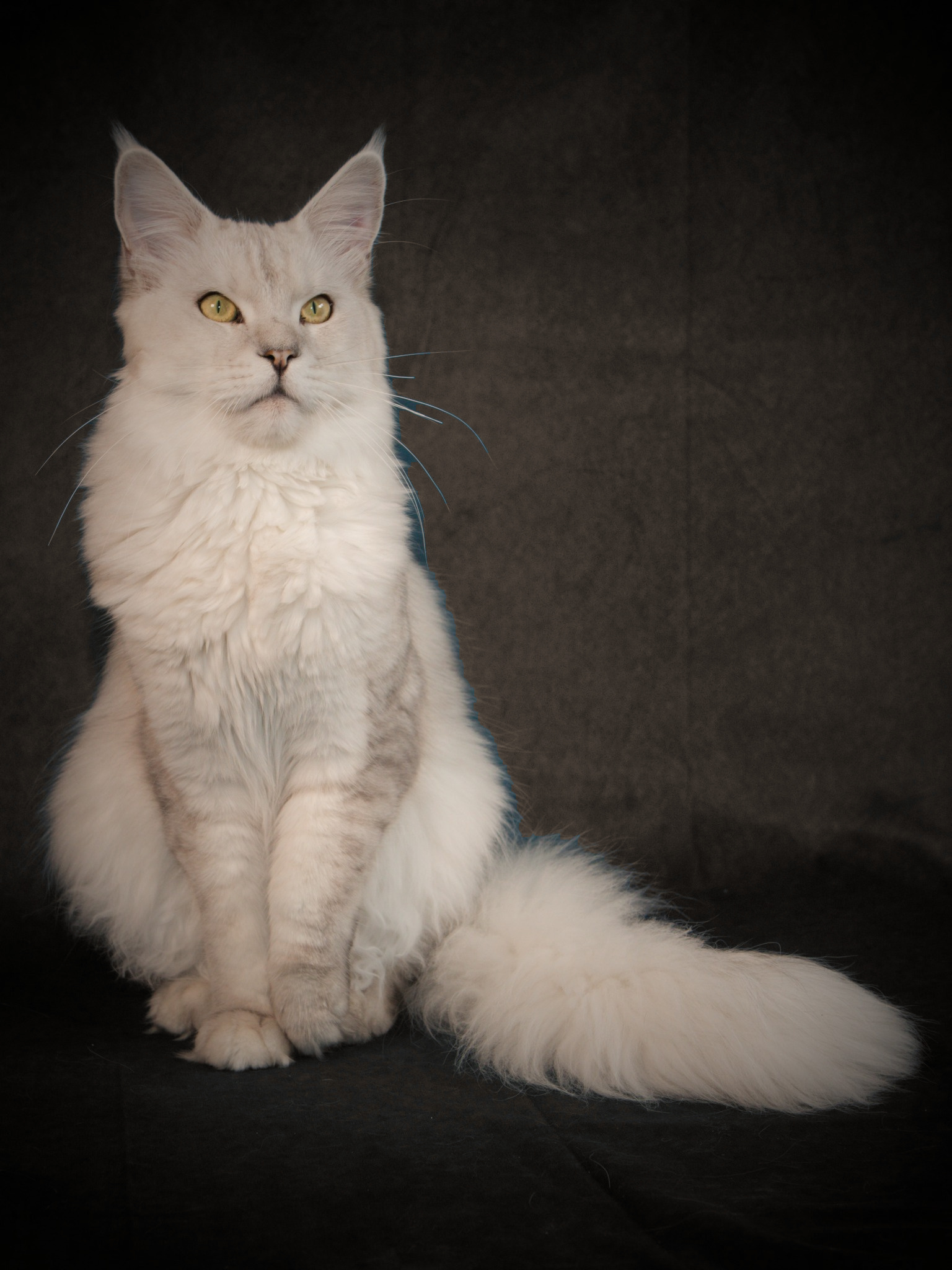 Leolincoon Taz