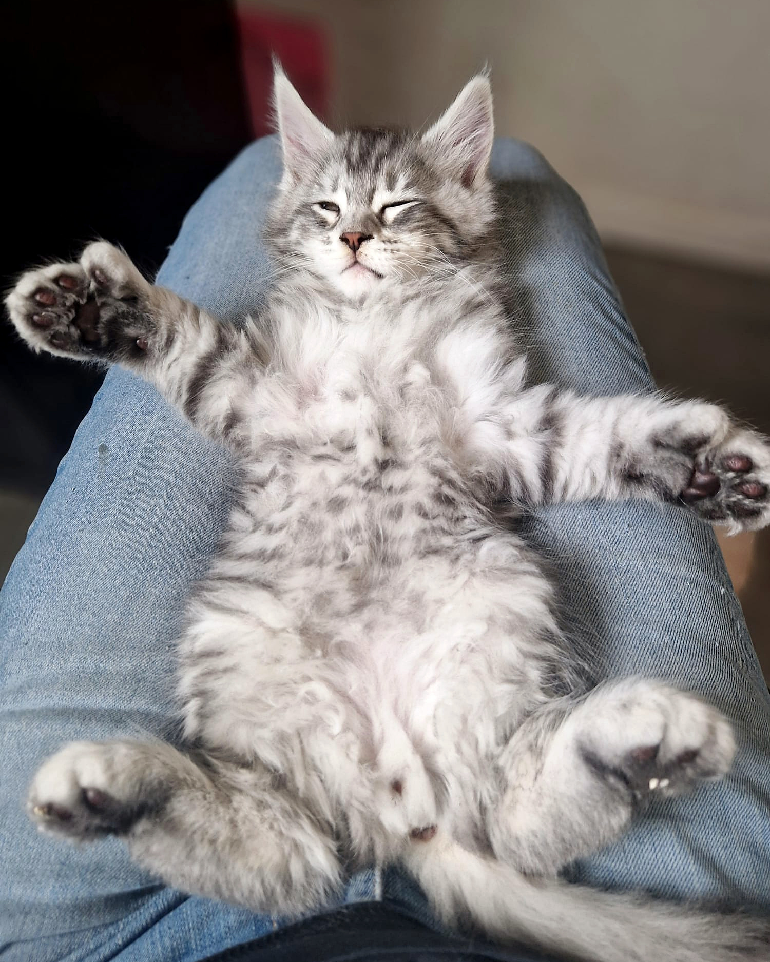 Chaton Maine Coon polydactyle montrant ses pattes et ses doigts supplémentaires