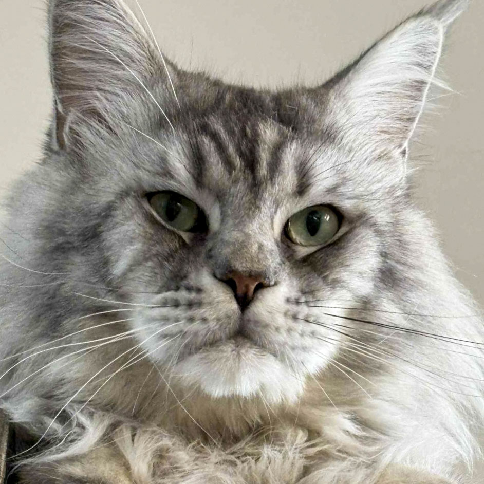 Portrait d’un ancien chaton Maine Coon silver de la chatterie devenu adulte