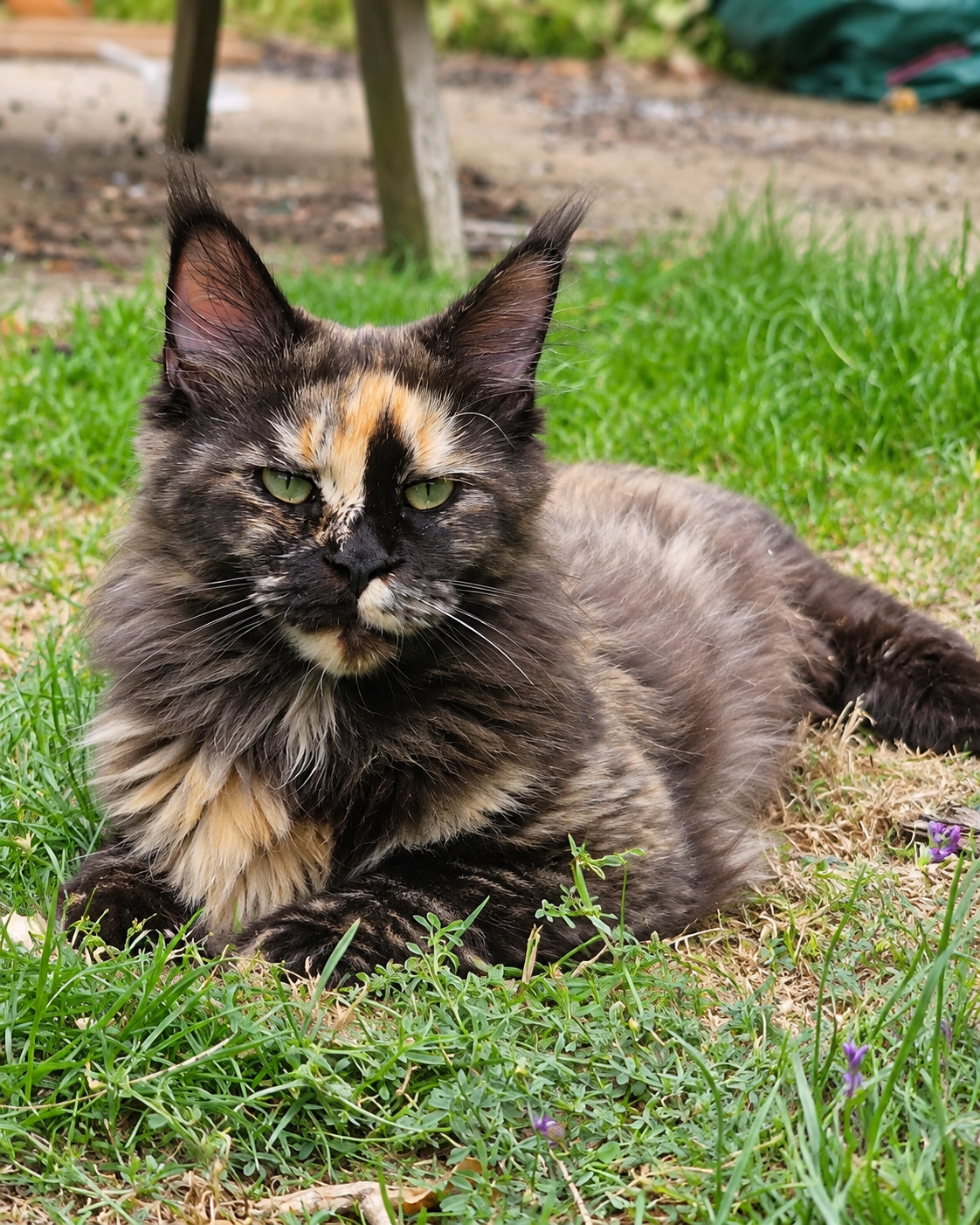 Wouflette, Maine Coon at Maine Coon Corp