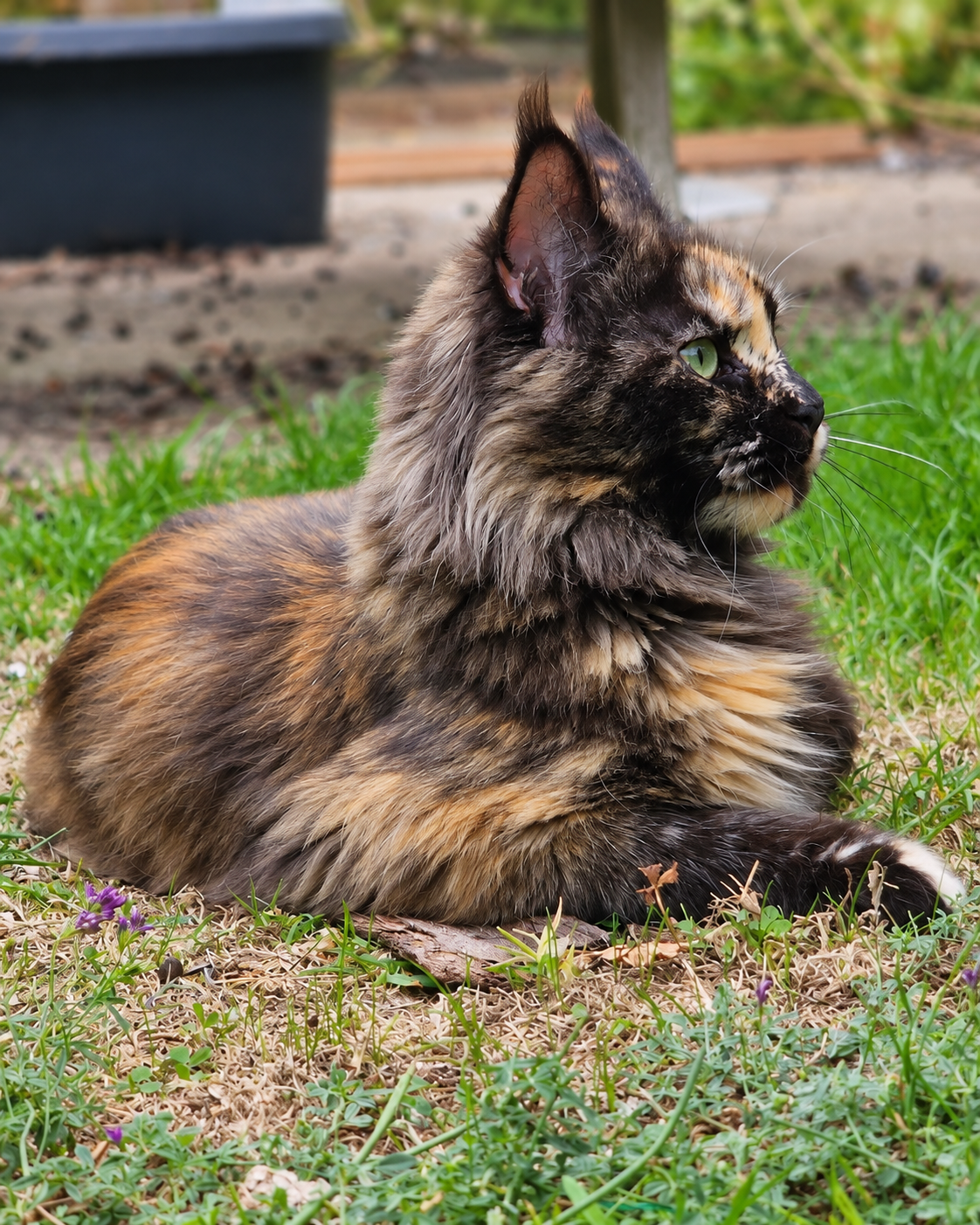 Wouflette, Maine Coon polydactile, couchée de profil dans le jardin