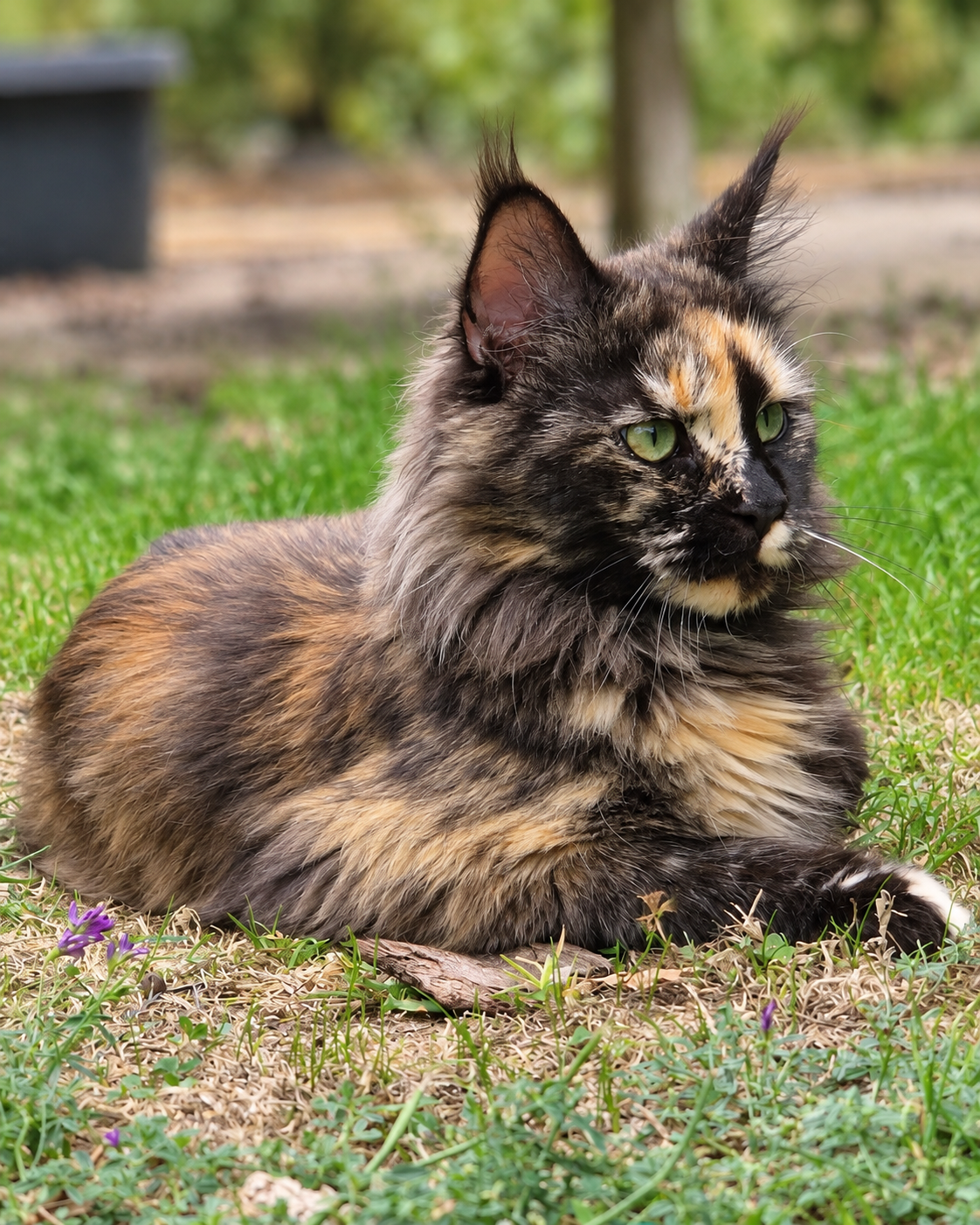 Wouflette, Maine Coon polydactile, vue de trois quarts dans le jardin
