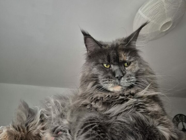 Les différentes robes du Maine Coon