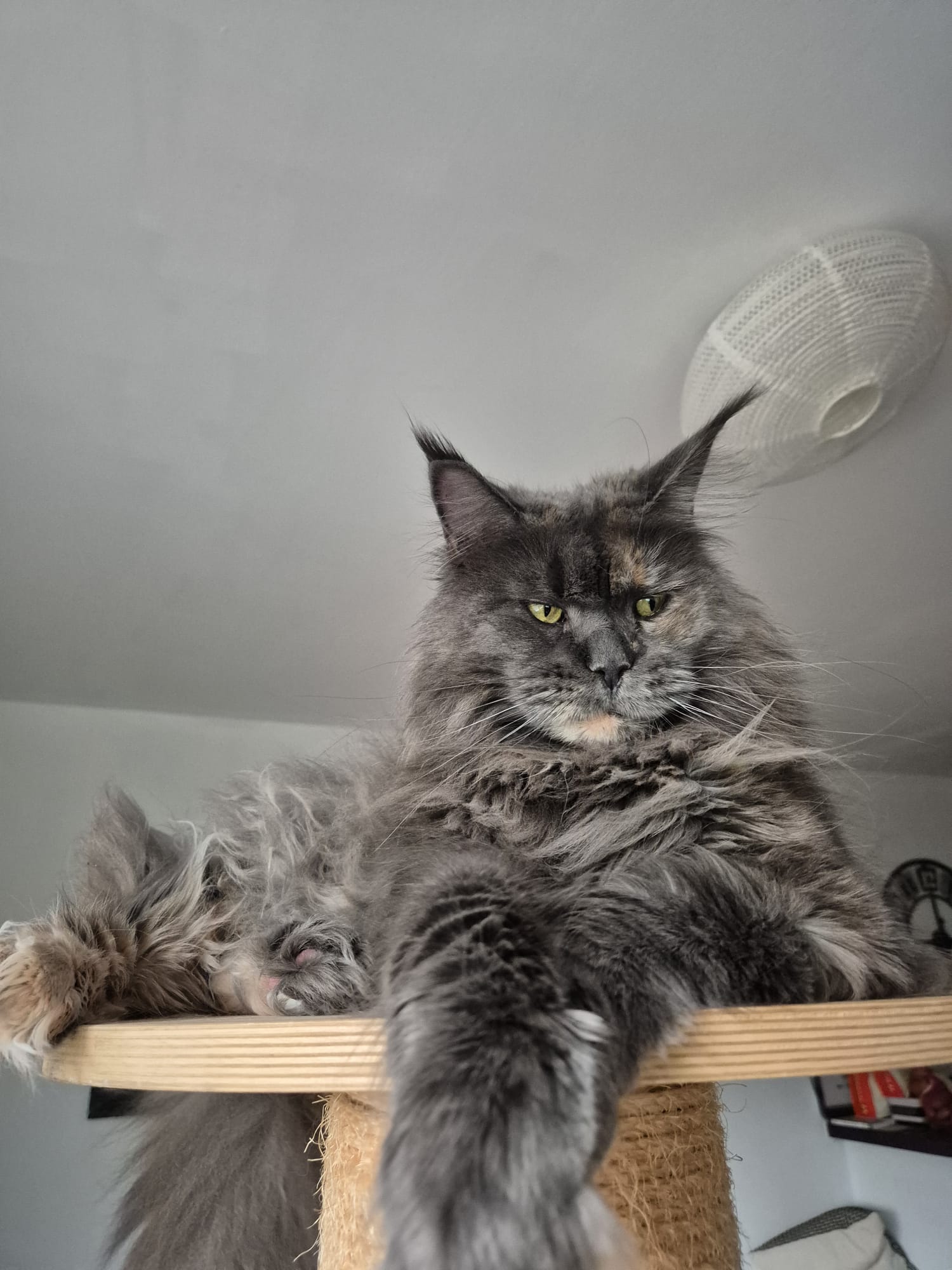 Maine Coon adulte né à la chatterie, installé sur un arbre à chat