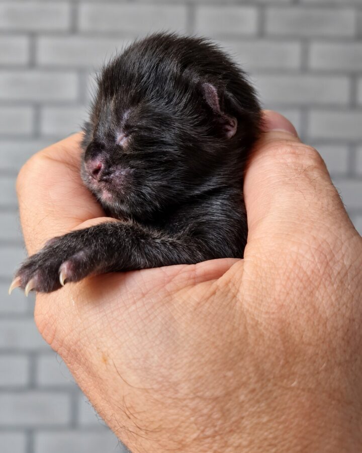 Bowser de Moony Island, futur mâle Maine Coon black solid polydactyle