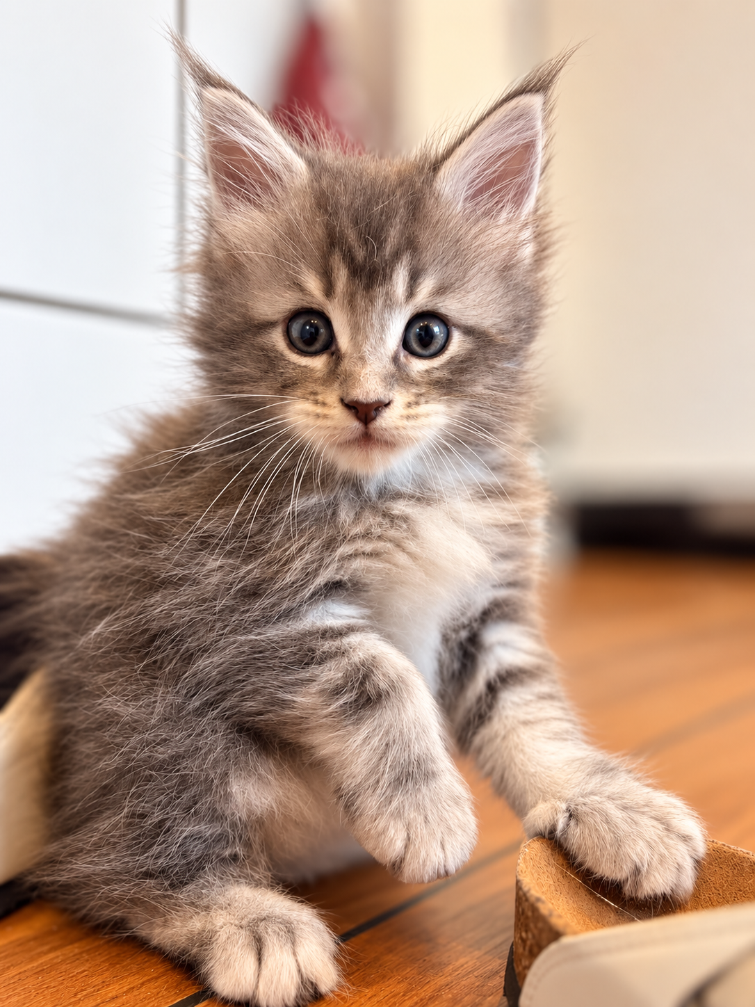 B&rsquo;Charlie, Maine Coon kitten, photo 4