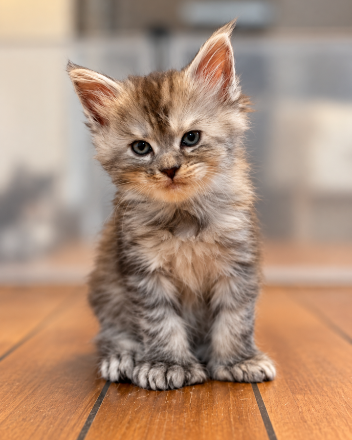 Bowsette, chaton Maine Coon black tortie silver tabby polydactyle