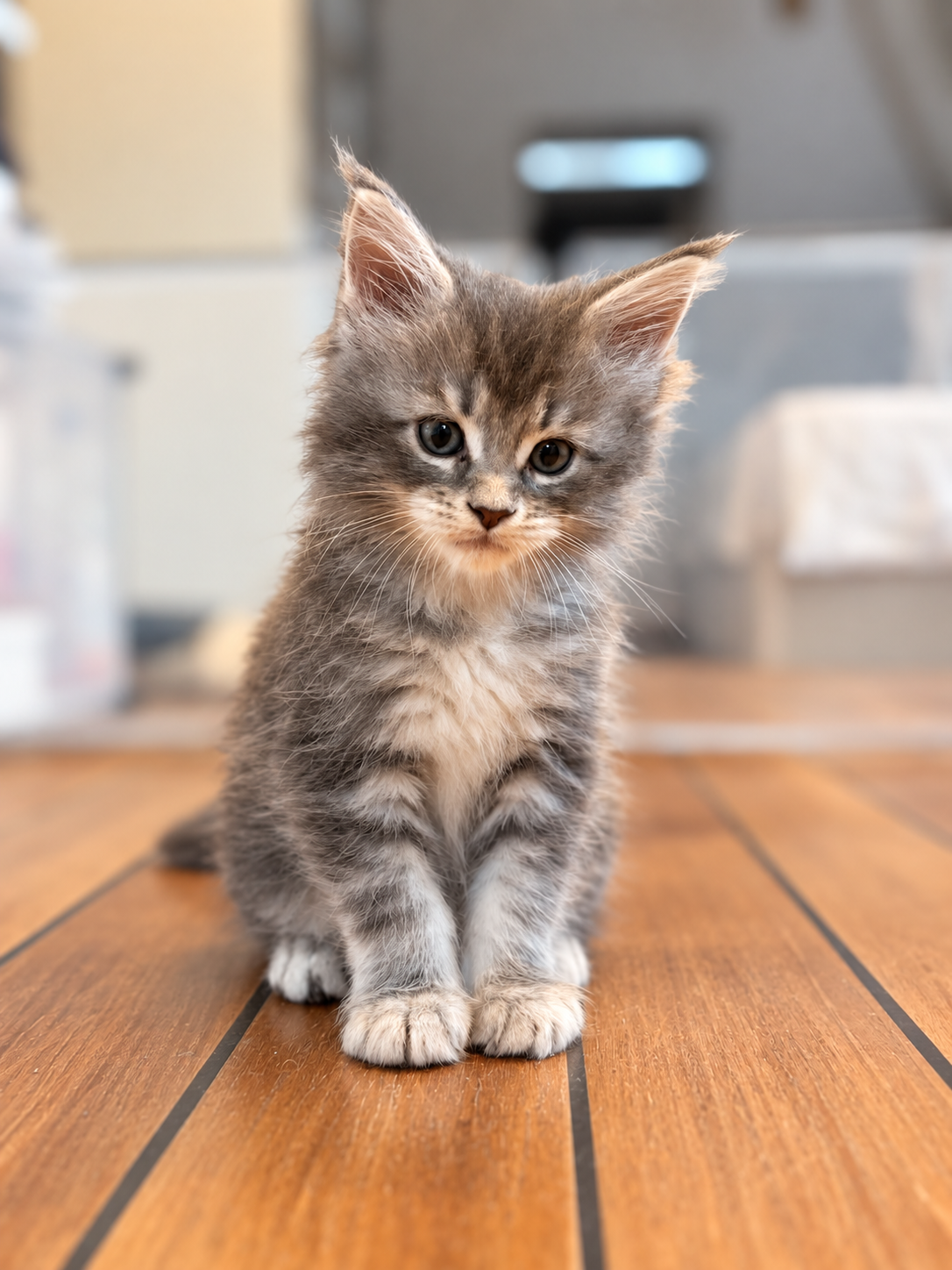 B&rsquo;Charlie, Maine Coon kitten, photo 3