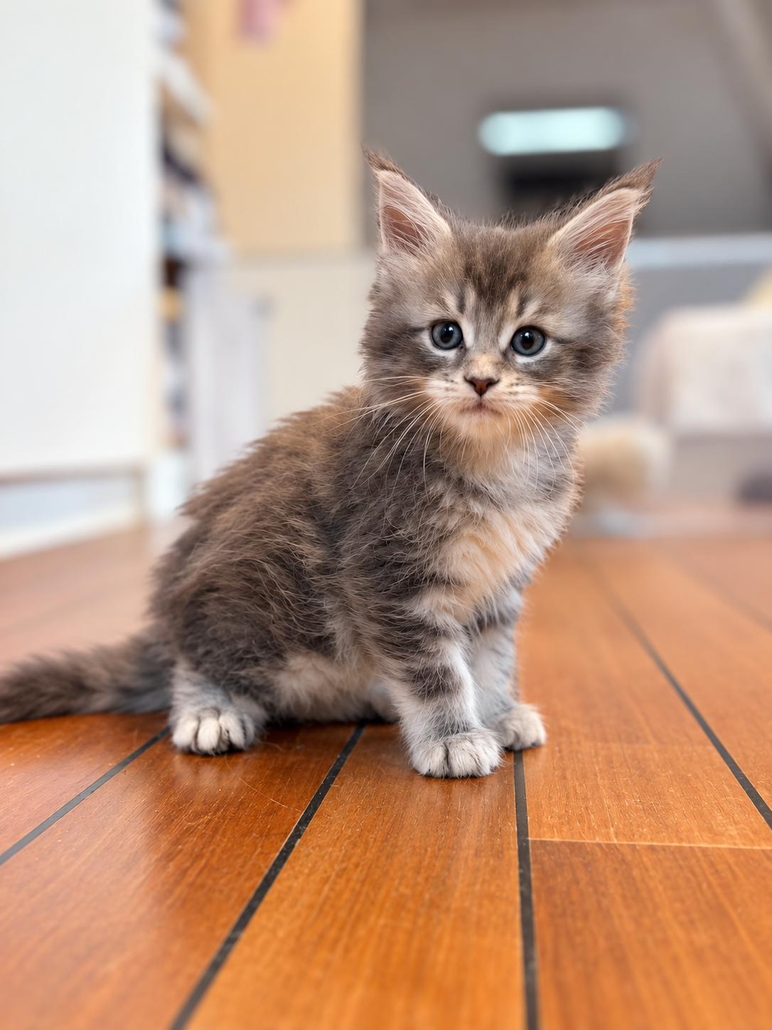 B&rsquo;Charlie, Maine Coon kitten, photo 1