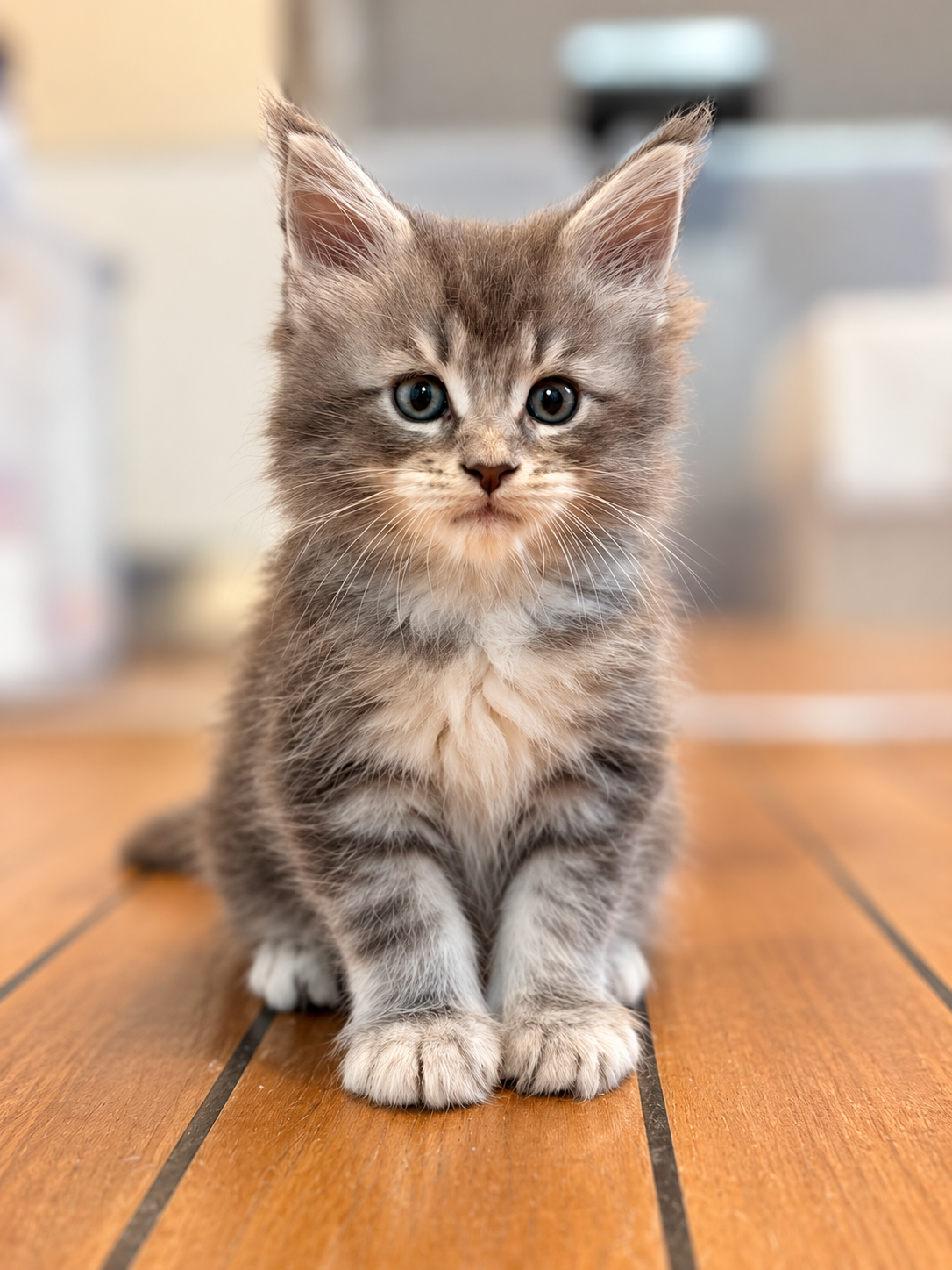 B&rsquo;Charlie, Maine Coon kitten, photo 5